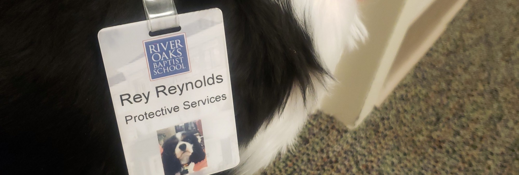 A black and white dog named Rey Reynolds with a River Oaks Baptist School Protective Services tag
