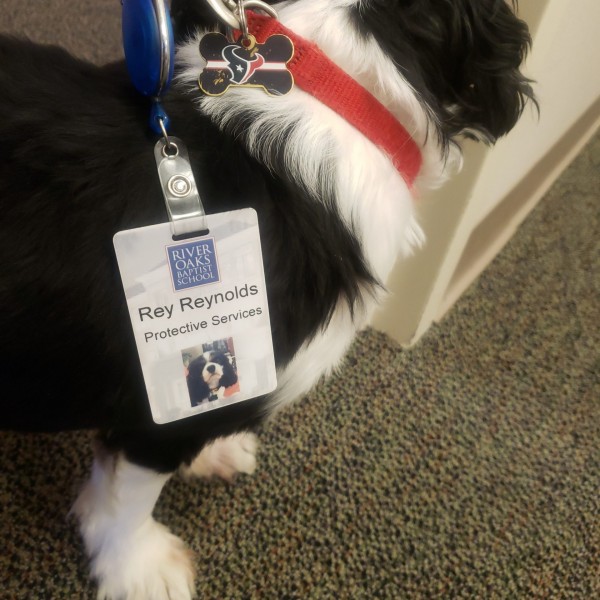 A black and white dog named Rey Reynolds with a River Oaks Baptist School Protective Services tag