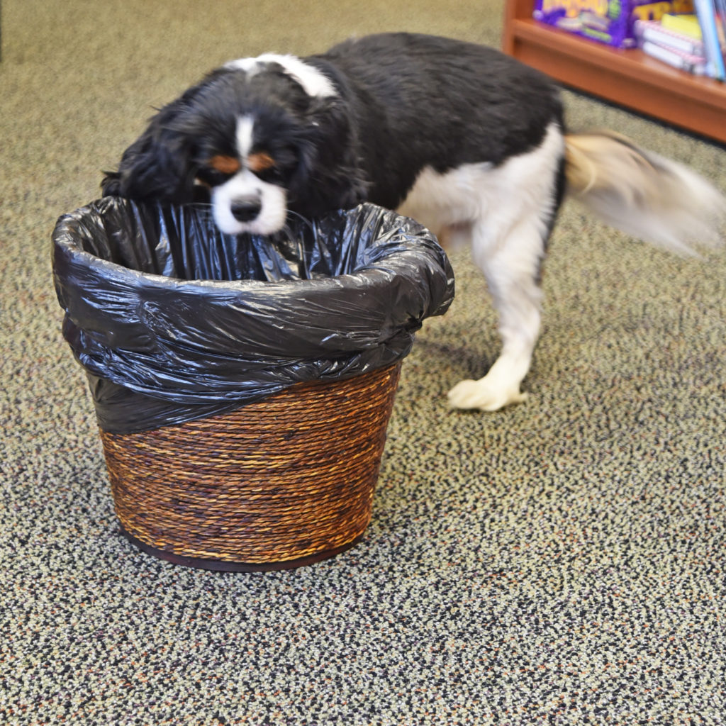 A black and white dog standing next to a basket